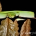 viper_green_tangkoko_h_0021_sul1194.jpg